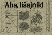Aha, lišajník!