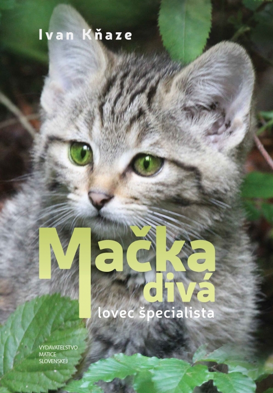 Mačka divá - lovec špecialista