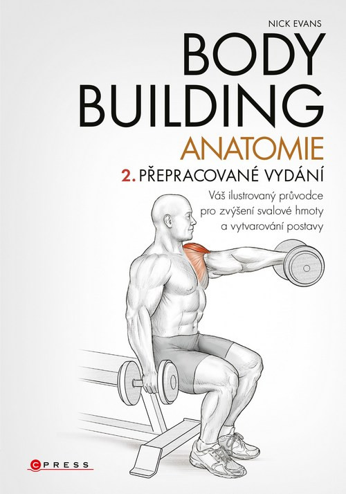 Bodybuilding. Anatomie