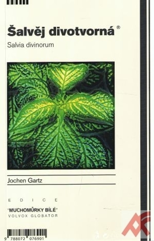 Šalvěj divotvorná. Salvia divinorum