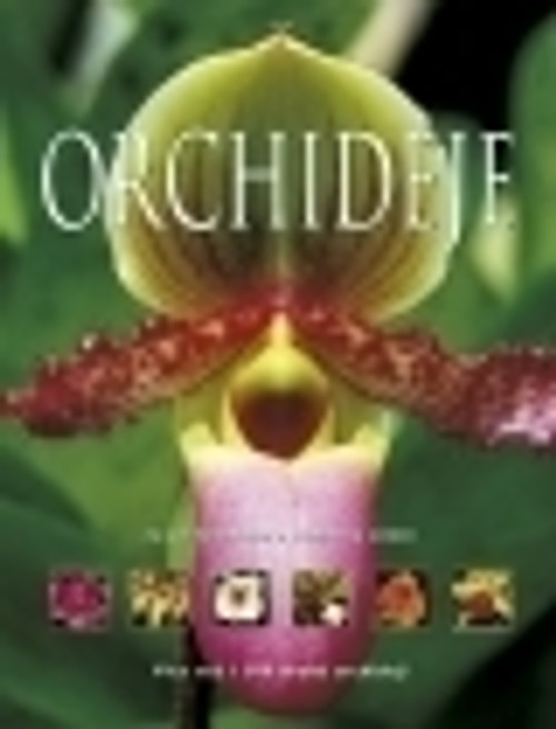Orchideje